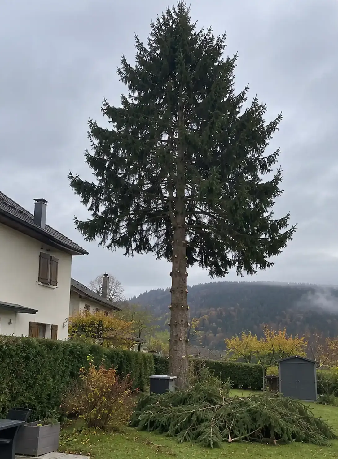 Le même épicéa après élagage, branches basses retirées