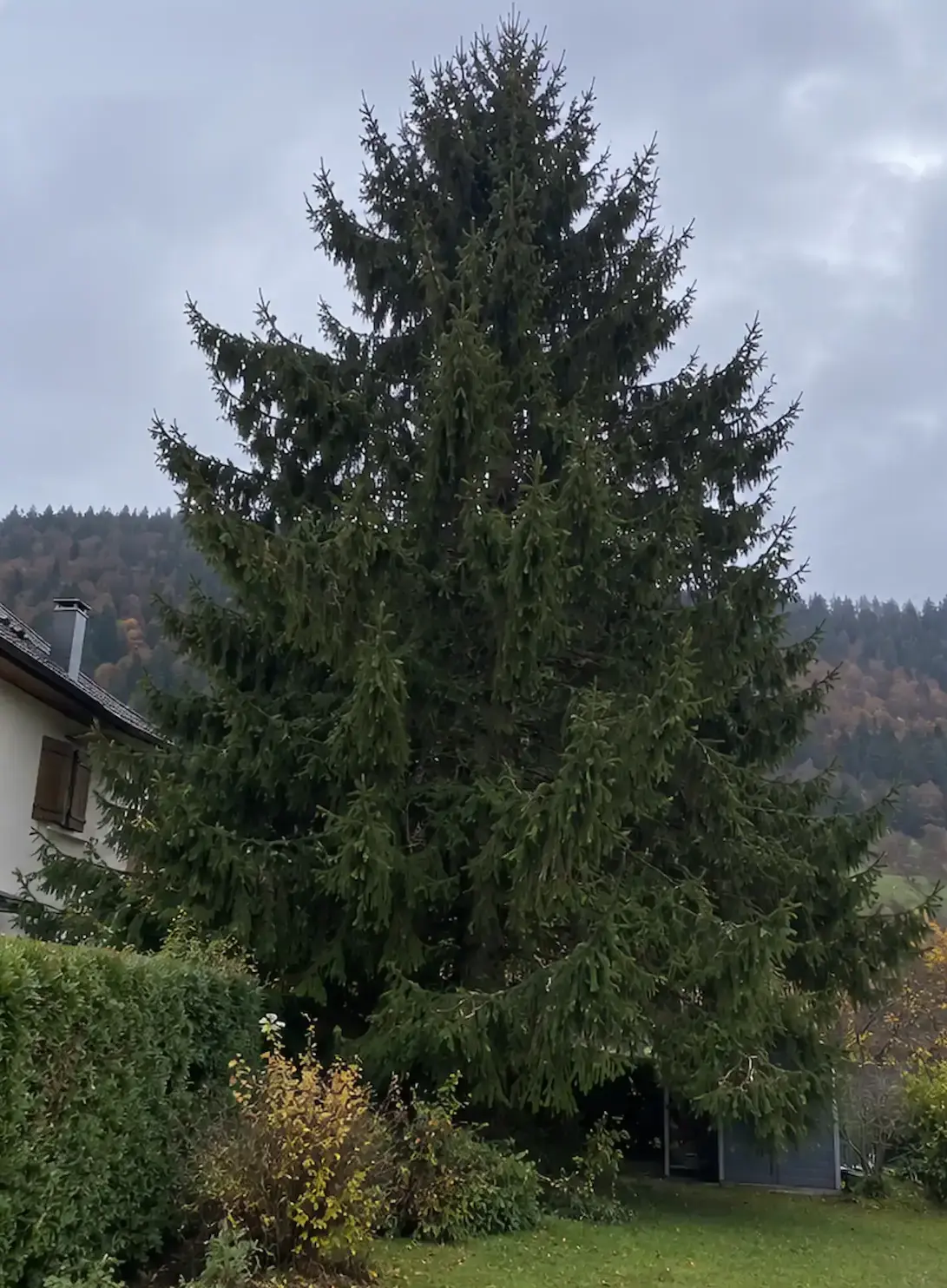 Grand épicéa touffu avant élagage, branches jusqu’au sol